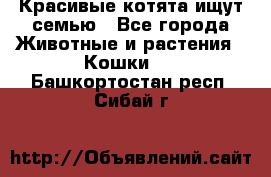 Красивые котята ищут семью - Все города Животные и растения » Кошки   . Башкортостан респ.,Сибай г.